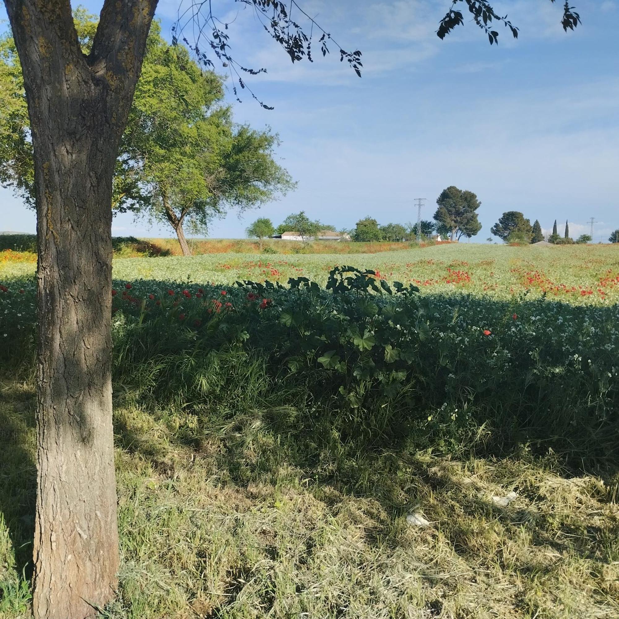 Casa Rural El Realengo 拉斯卡萨斯 外观 照片